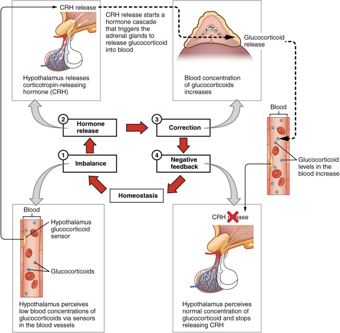 Endocrine glands hormones pineal adrenal gland pancreas