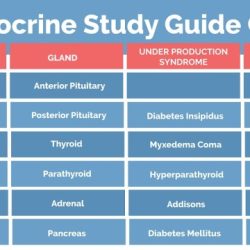 Endocrine system hormone case study analysis