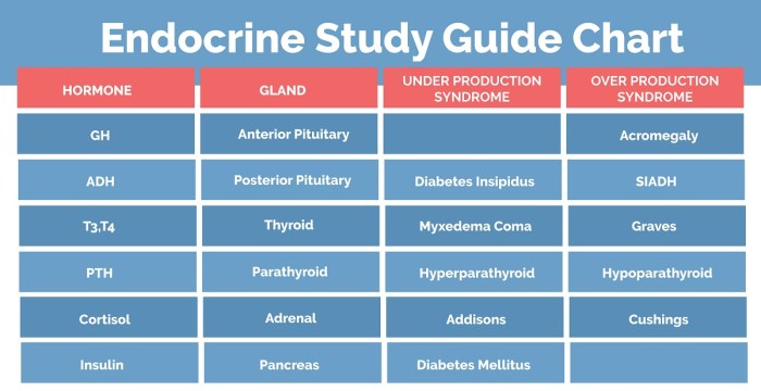 Endocrine system hormone case study analysis