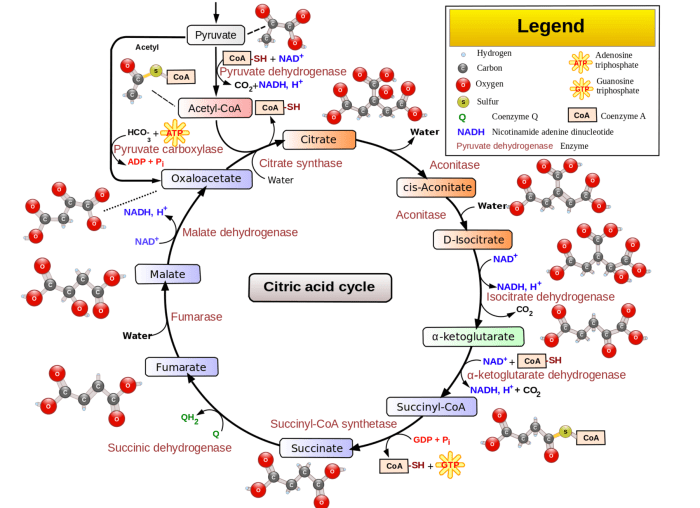 Pyruvate fermentation decarboxylase alcoholic ethanol acid lactic alcohol difference between pathway lactate carbon reaction decarboxylation dioxide proteopedia anaerobic produced production