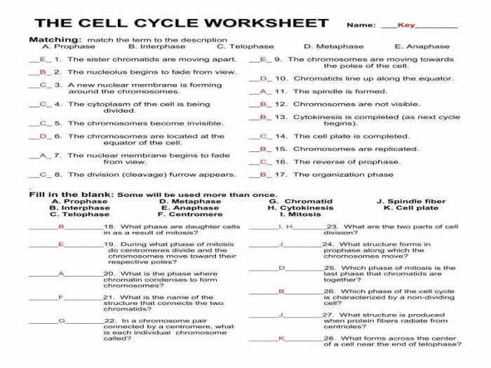 Cells alive worksheet answer key pdf