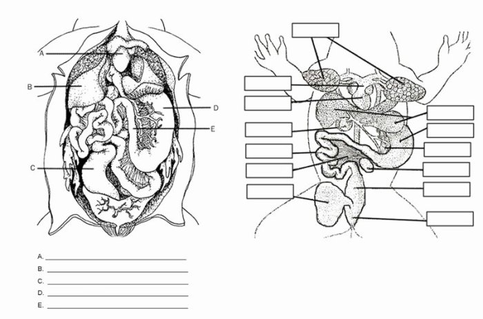 Dissection vocabulary worksheet answer key