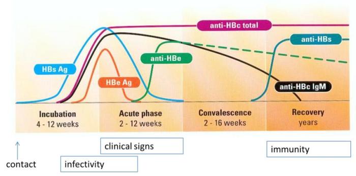 Hepatitis serology zero sense understanding