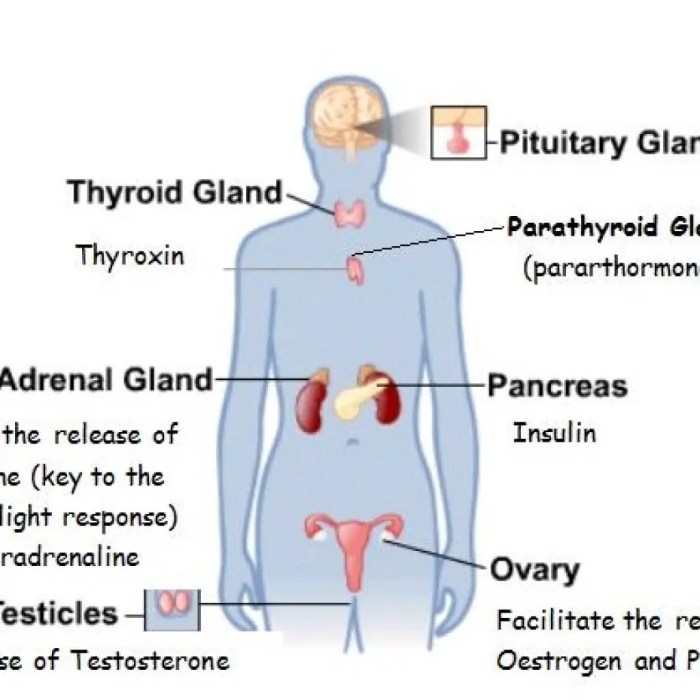 Endocrine system hormone case study analysis