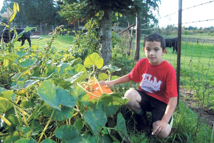 A roadside vegetable stand sells pumpkins for