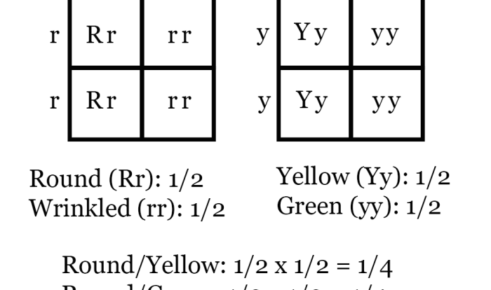 Independent practice punnett squares answer key