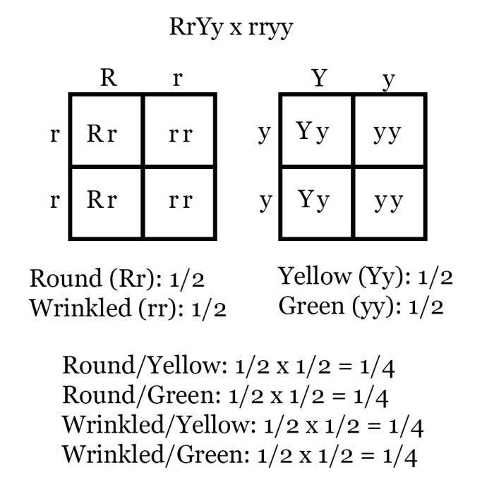 Independent practice punnett squares answer key