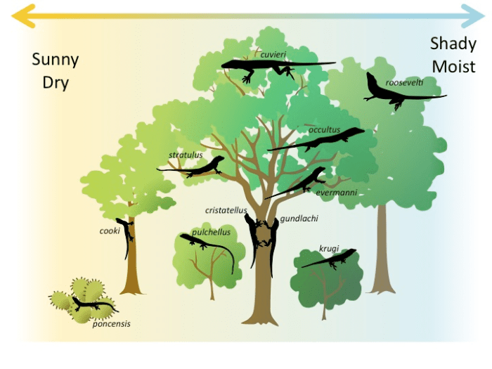 Niche partitioning and species coexistence worksheet answers