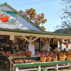 A roadside vegetable stand sells pumpkins for