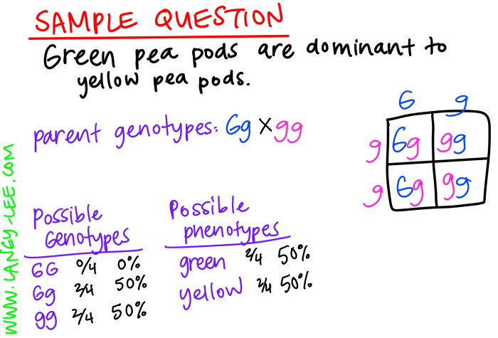 Independent practice punnett squares answer key