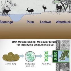 Niche partitioning and species coexistence worksheet answers